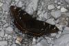 Limenitis populi